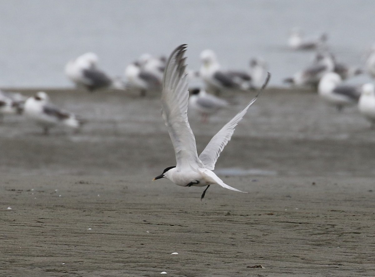 Sandwich Tern - ML346810481