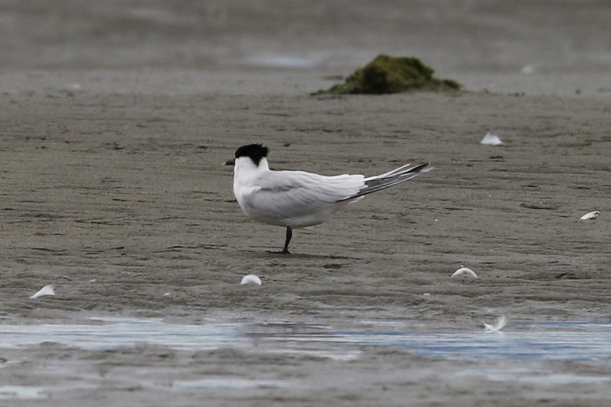 Sandwich Tern - ML346810511