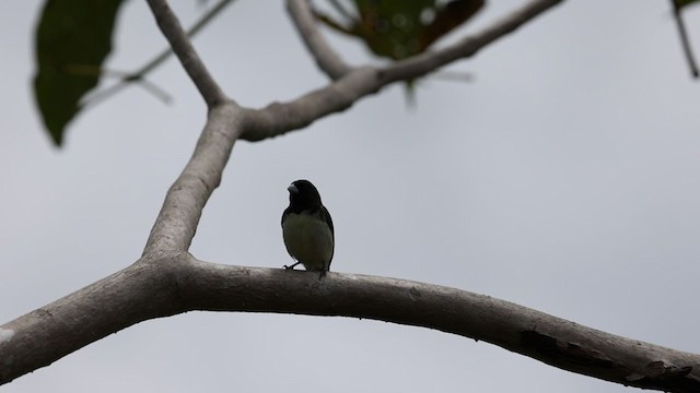 Yellow-bellied Seedeater - ML346811301