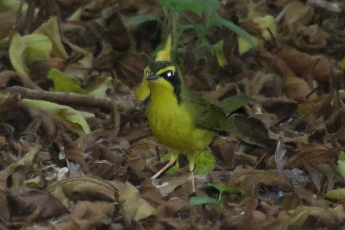 Kentucky Warbler - ML34681291