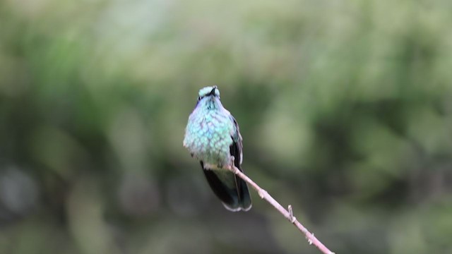 kolibřík modrouchý (ssp. cabanidis) - ML346813551
