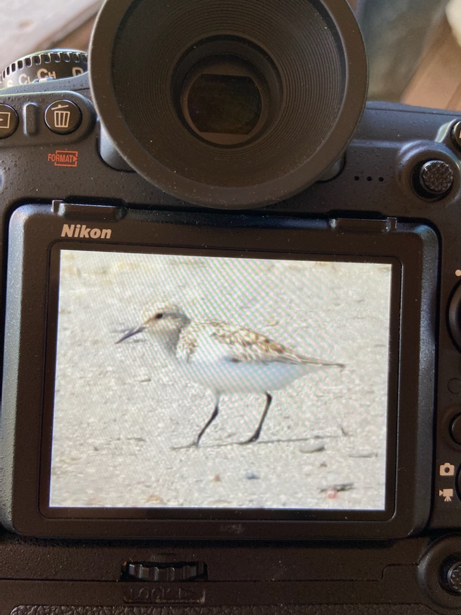 Bécasseau sanderling - ML346813921