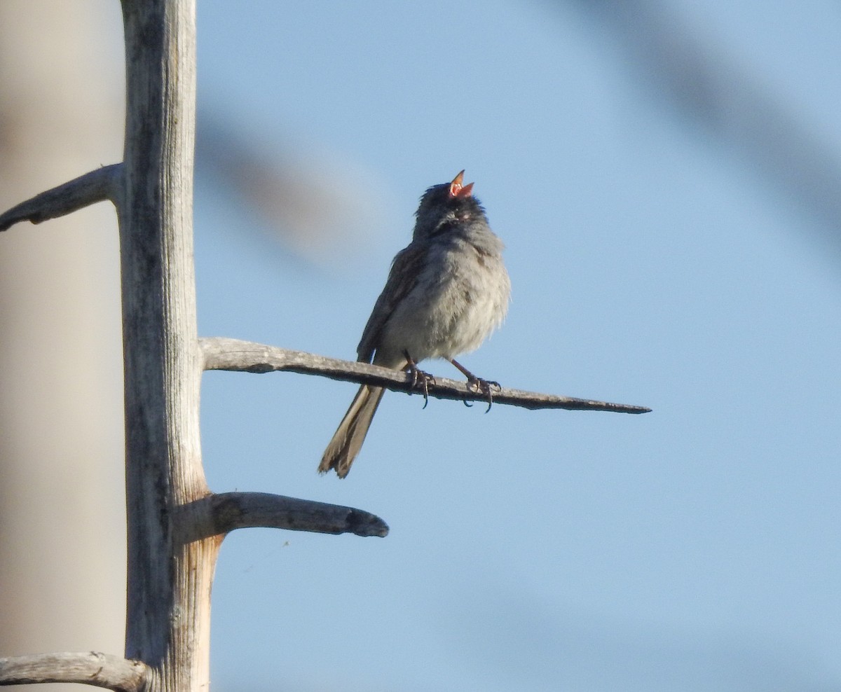 Black-chinned Sparrow - ML346815611