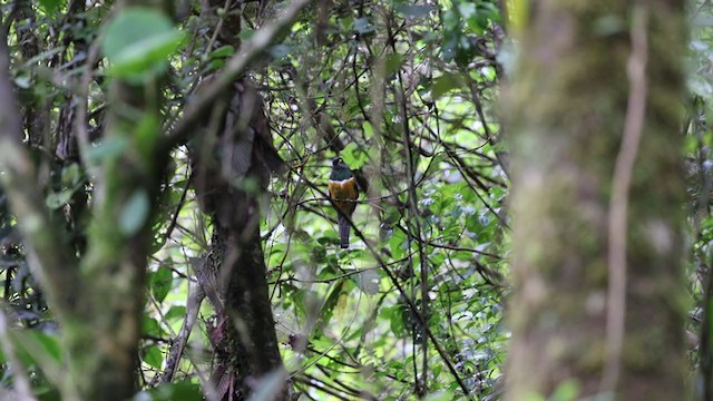 Halkalı Trogon (aurantiiventris/underwoodi) - ML346816061