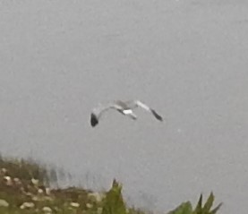 Northern Harrier - Vince Hiebert