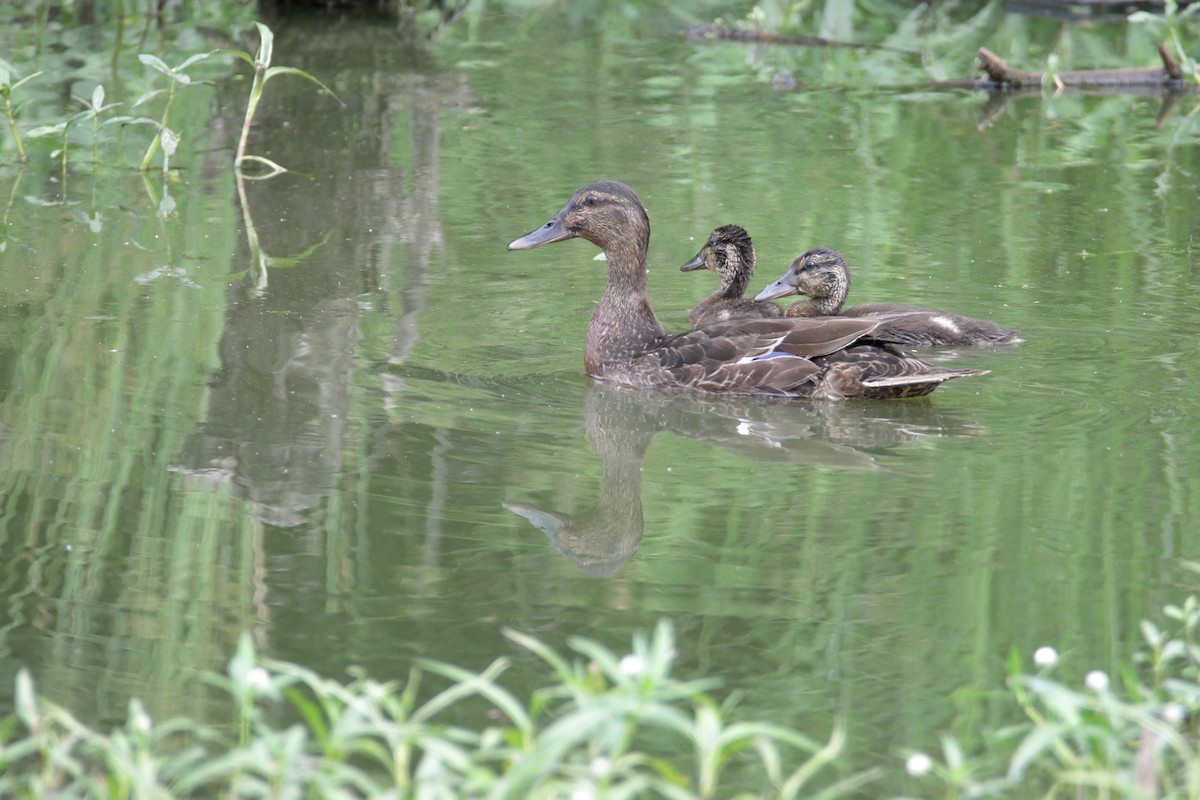 Mallard x American Black Duck (hybrid) - ML346818501