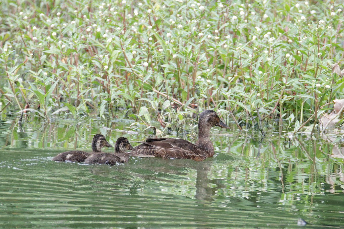 Mallard x American Black Duck (hybrid) - ML346818591