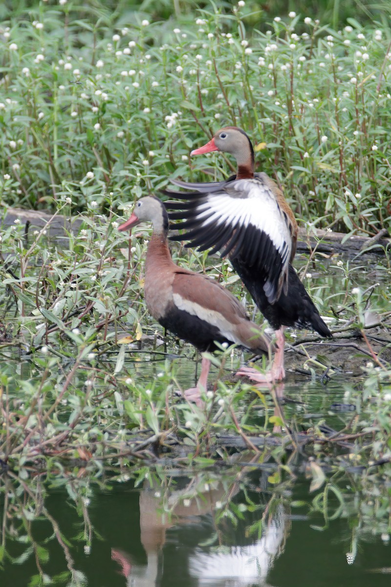 Black-bellied Whistling-Duck - ML346818821