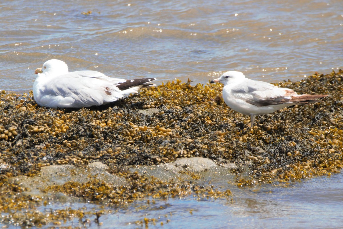 Herring Gull - ML346820461