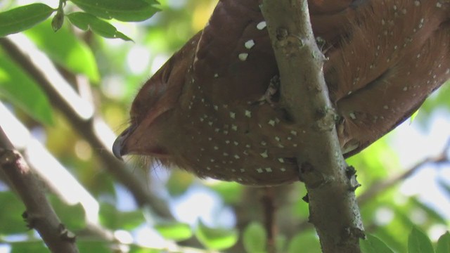 Oilbird - ML346820711