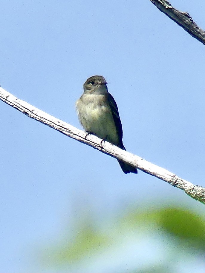 Alder/Willow Flycatcher (Traill's Flycatcher) - ML346821111