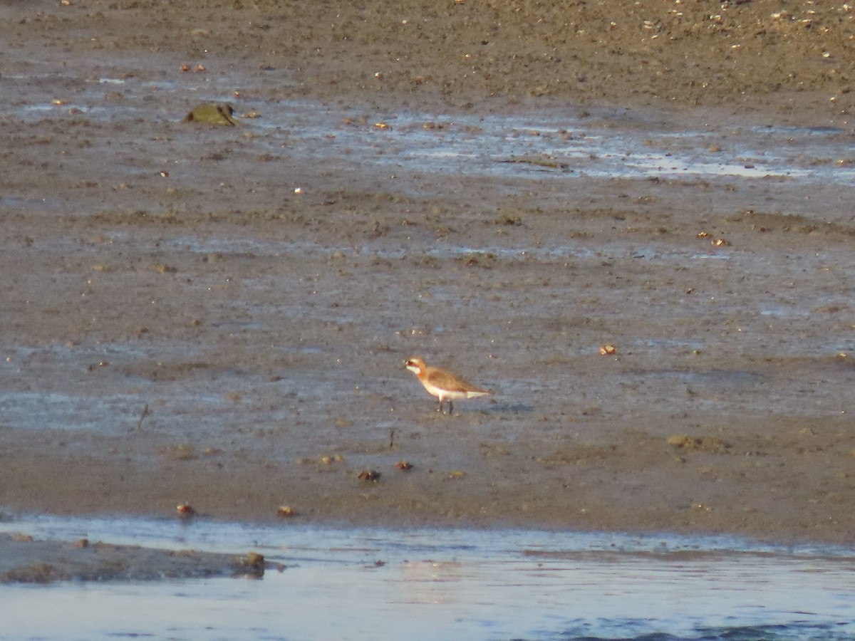 Siberian/Tibetan Sand-Plover - ML346821491