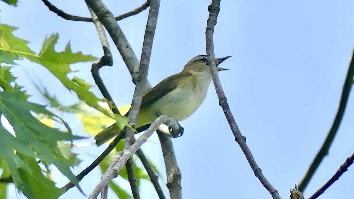 rødøyevireo - ML346821851