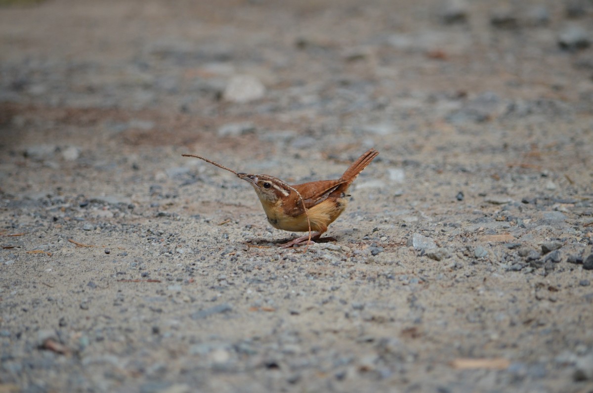 Carolina Wren - ML346824151