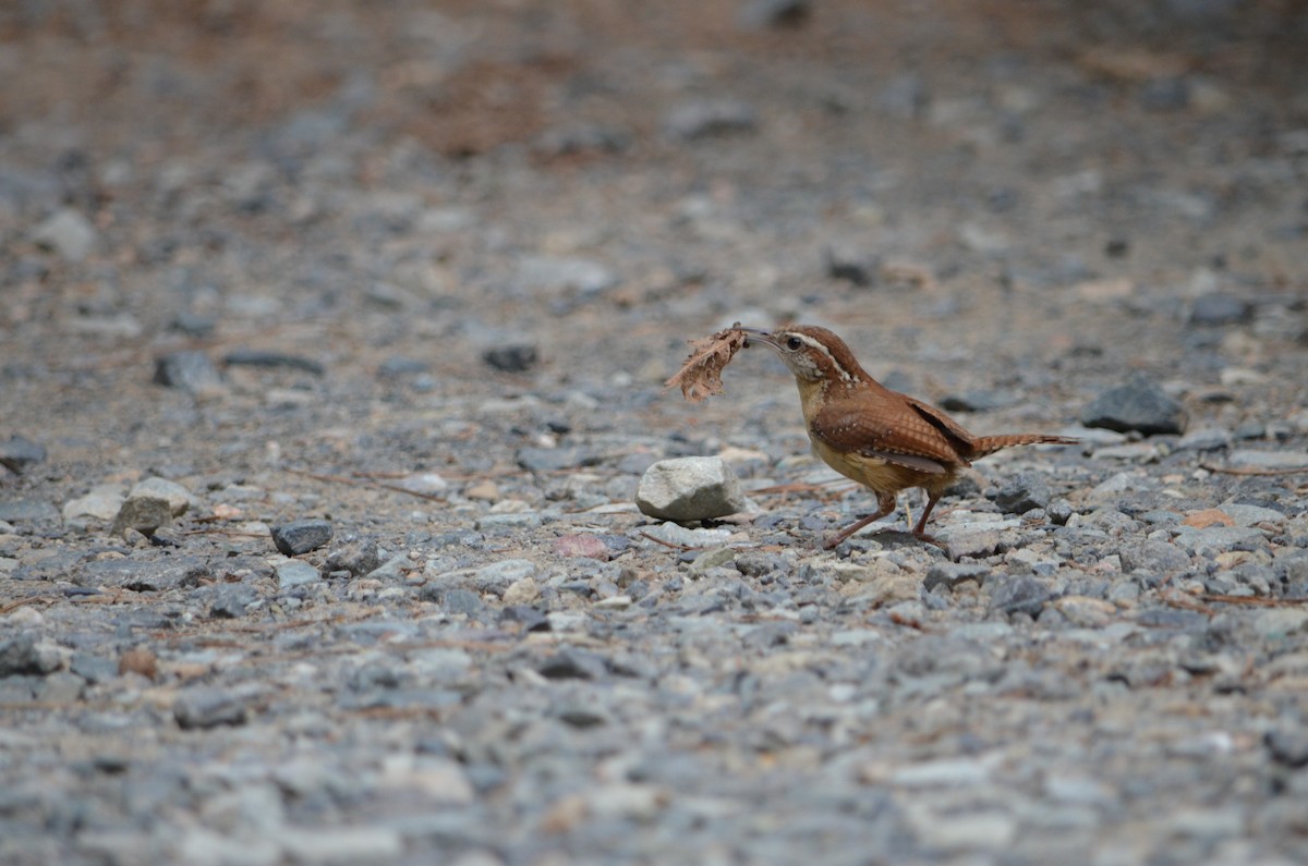 Carolina Wren - ML346824181