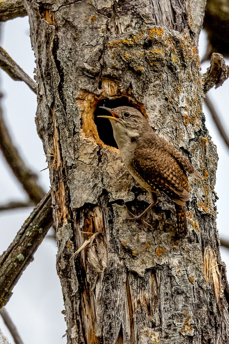 Northern House Wren - Bob Bowhay
