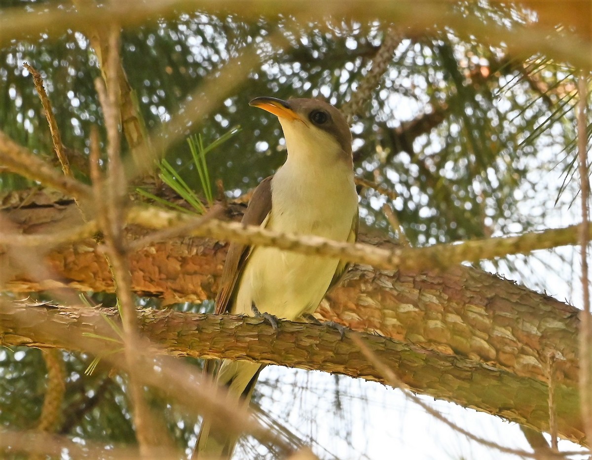 Yellow-billed Cuckoo - ML346824961