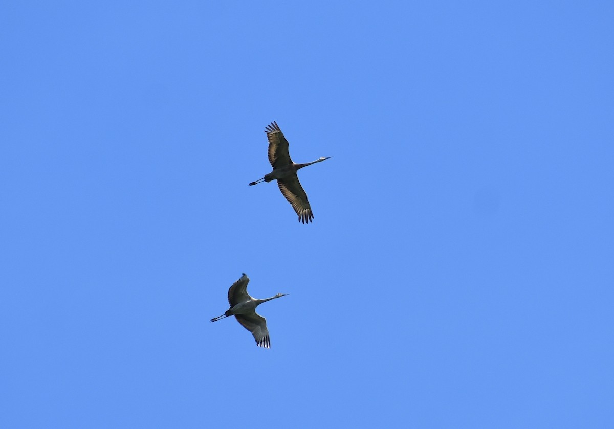 Sandhill Crane - ML346825171