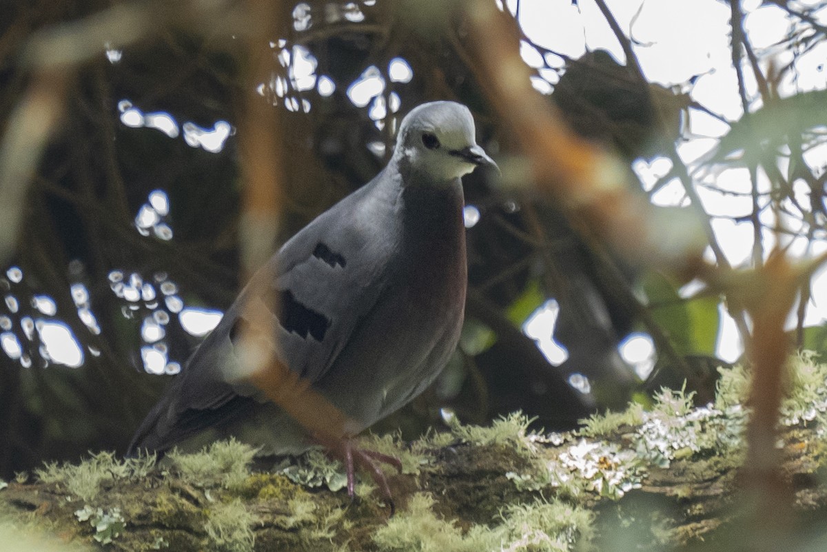 Maroon-chested Ground Dove - ML346826501