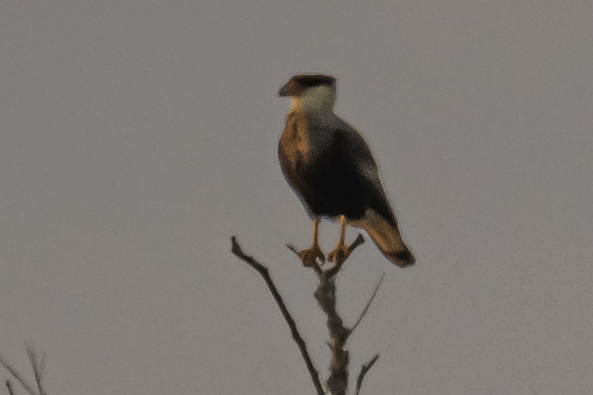 Caracara huppé (plancus) - ML346827551