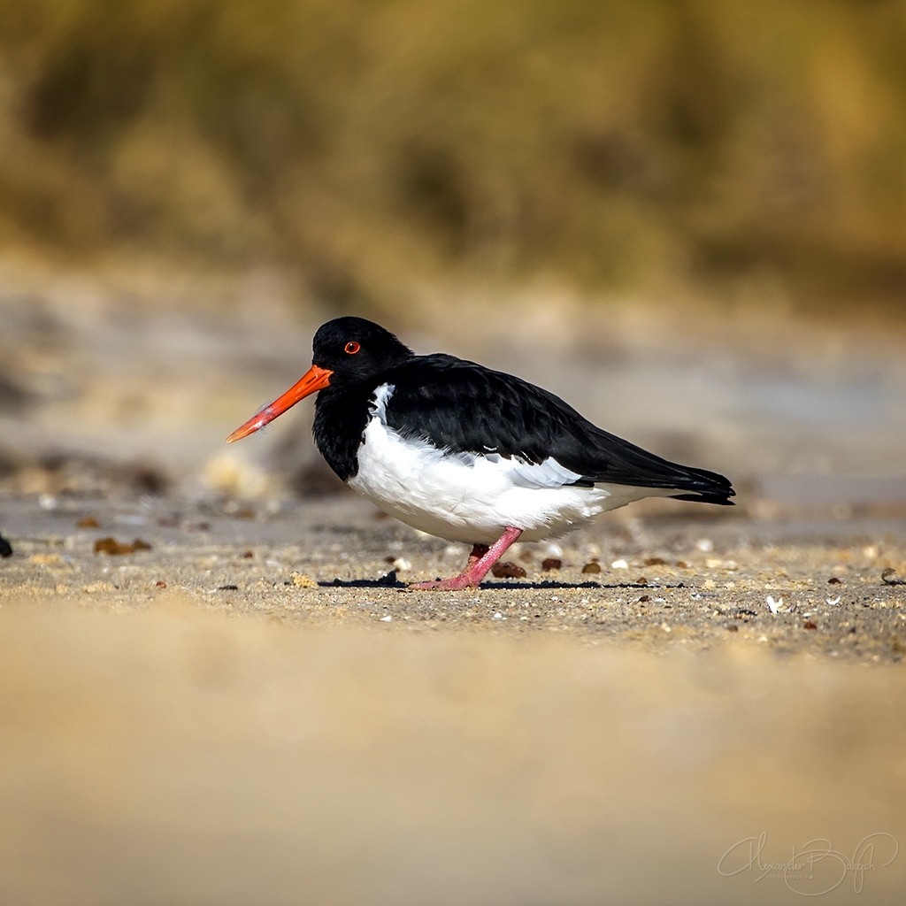 South Island Oystercatcher - ML346829741