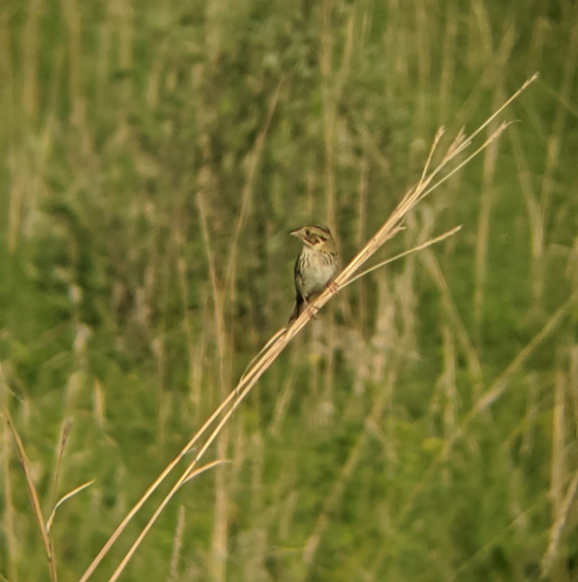 Henslow's Sparrow - ML346830601