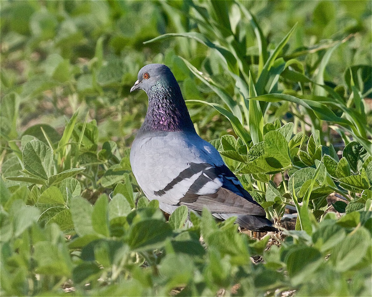 Rock Pigeon (Feral Pigeon) - Jack & Holly Bartholmai