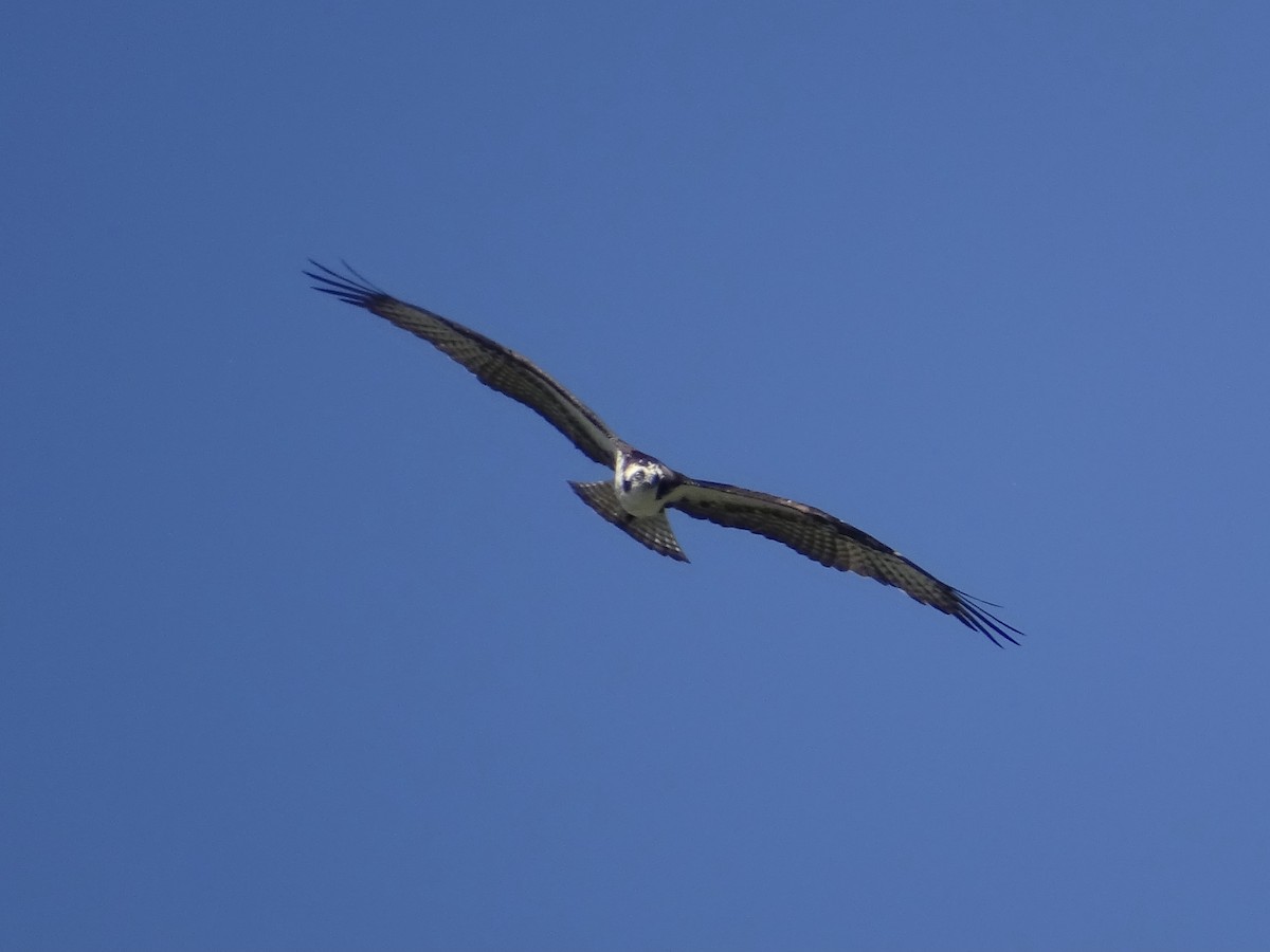 Águila Pescadora - ML346832561