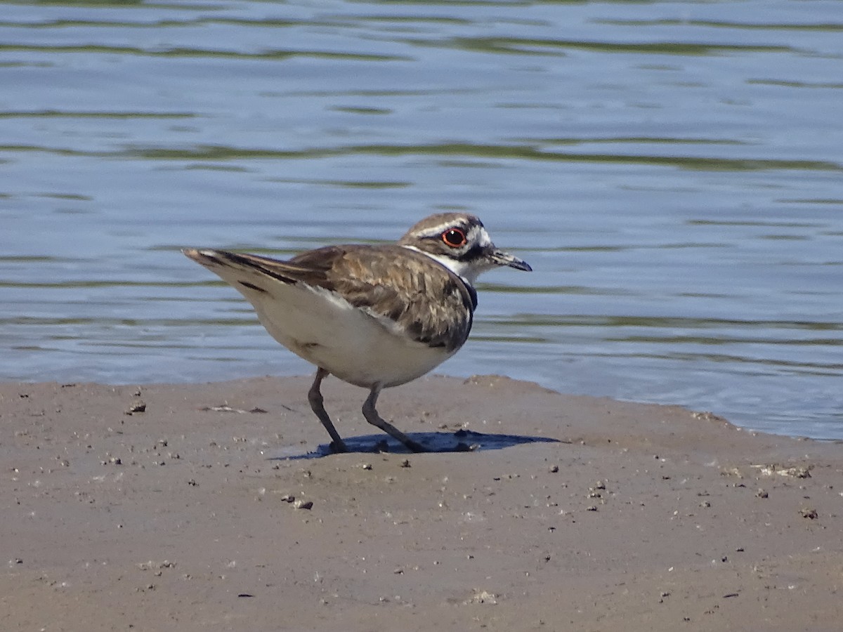 Killdeer - ML346832581