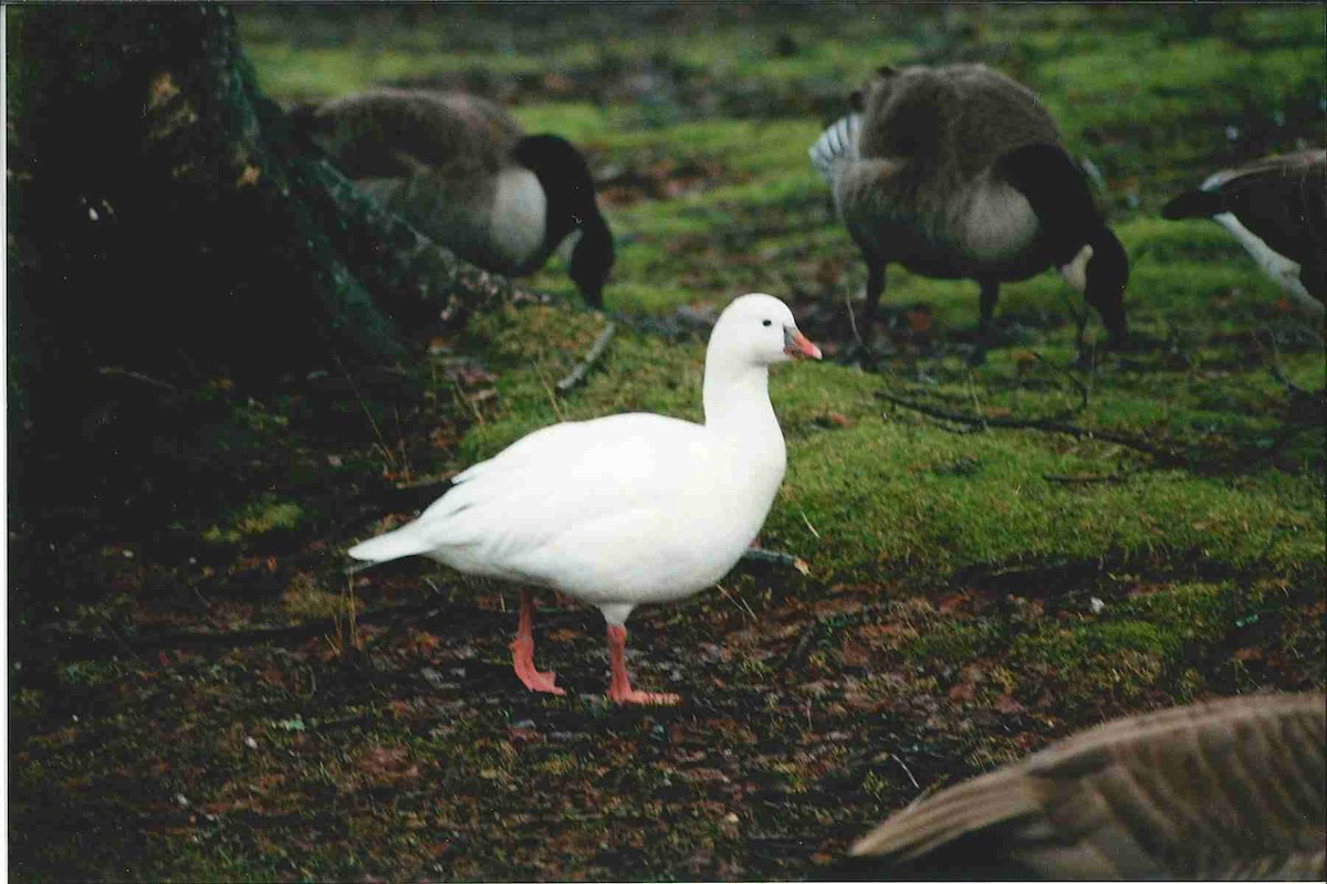 Ross's Goose - Graeme Stevens