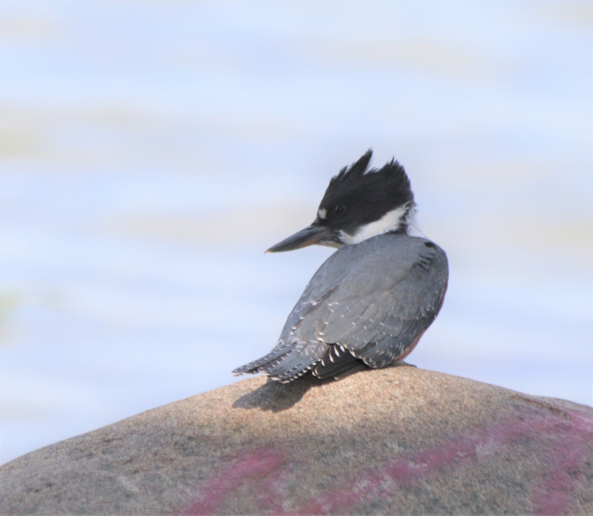 Belted Kingfisher - ML346835001