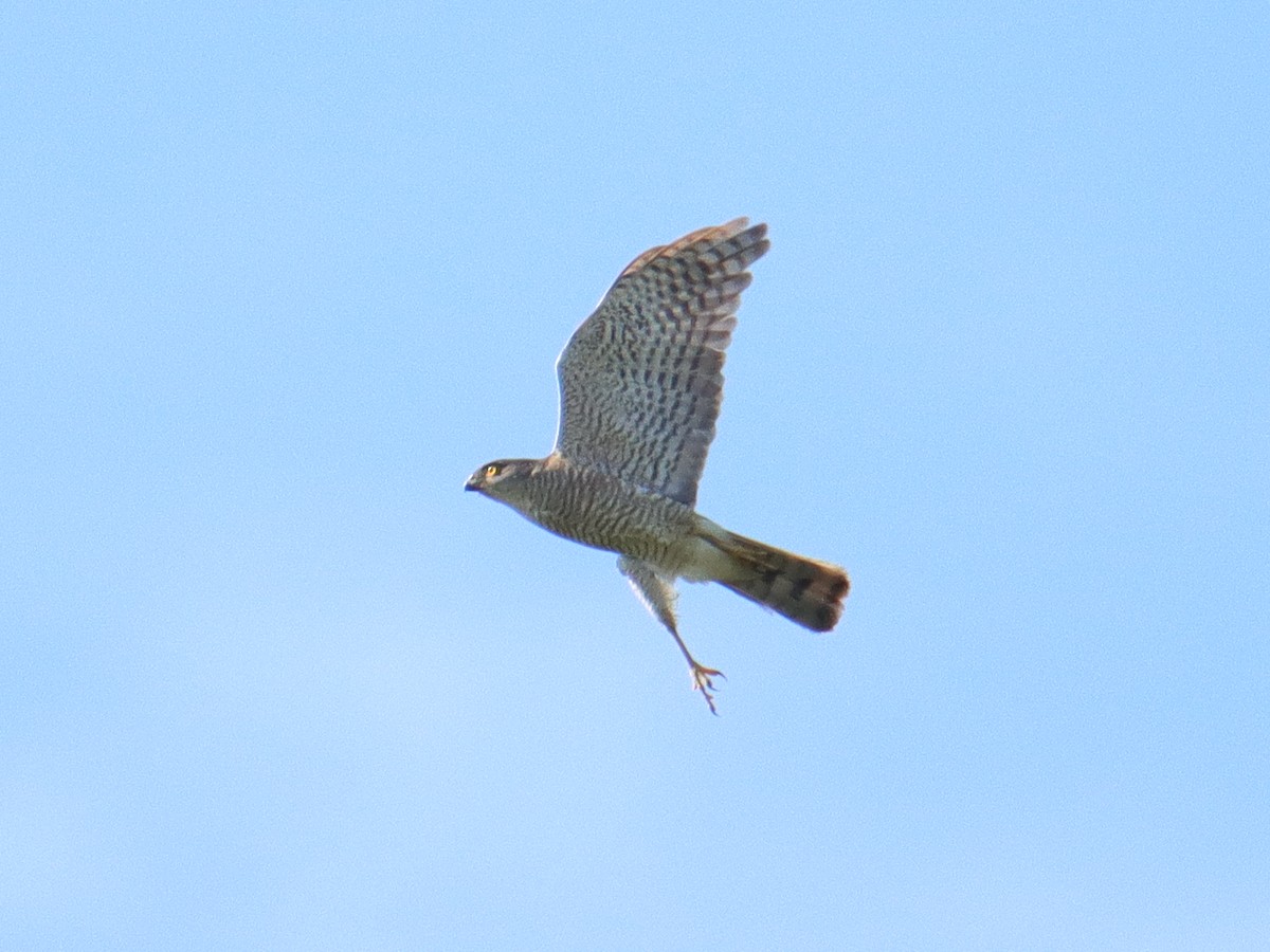 Japanese Sparrowhawk - ML346836251