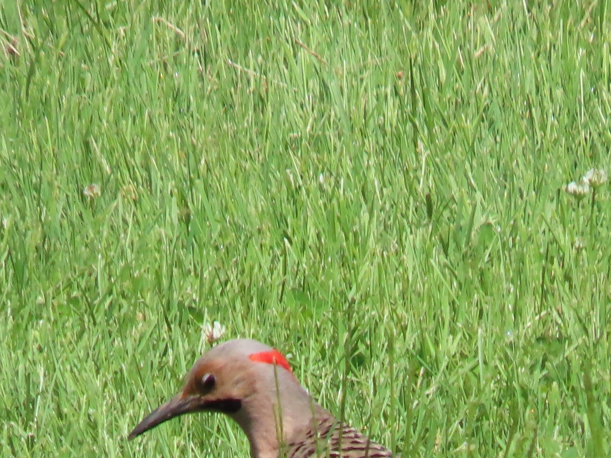 Northern Flicker - ML346836391