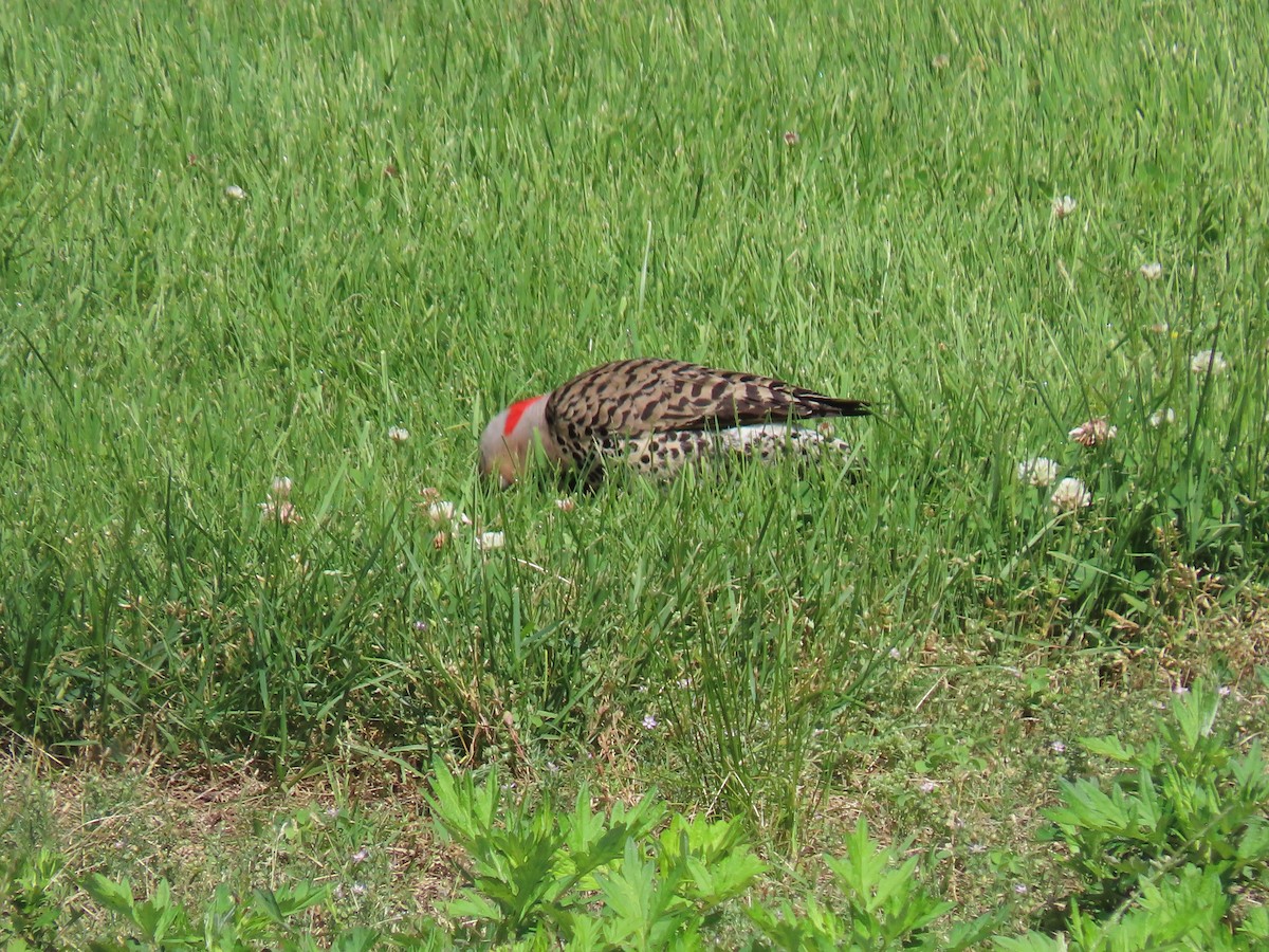 Northern Flicker - ML346836401