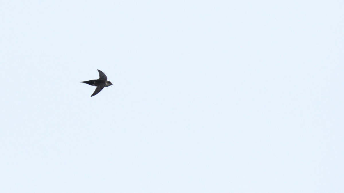 White-tipped Swift - Miguel Aguilar @birdnomad