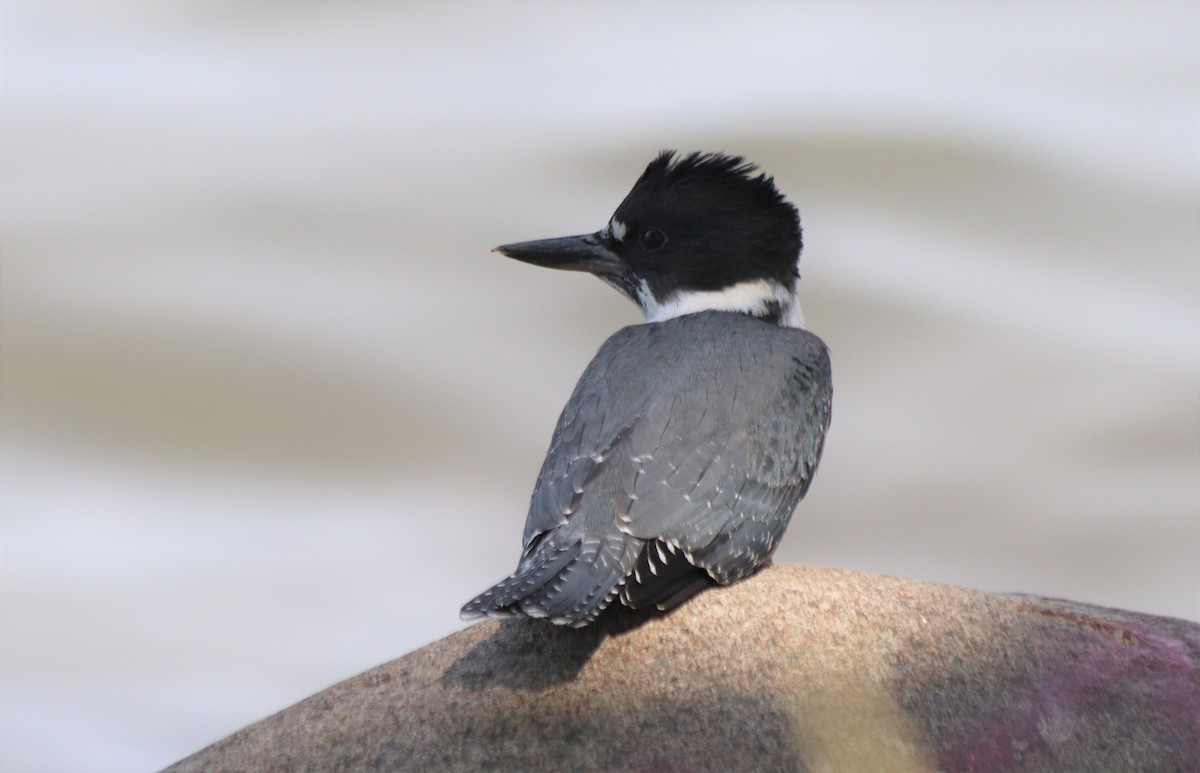 Belted Kingfisher - ML346837151