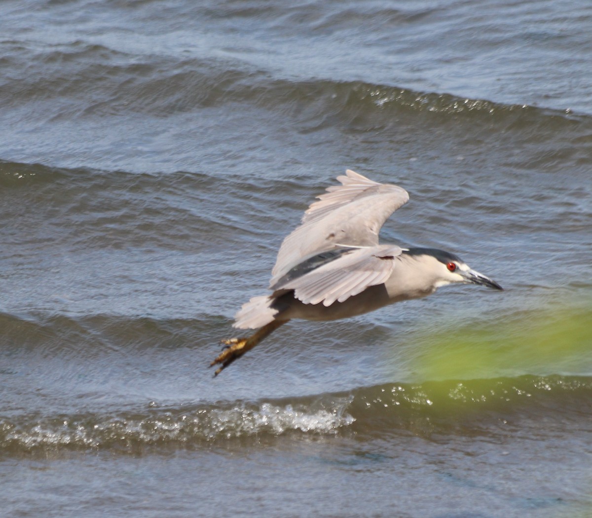 Black-crowned Night Heron - ML346839121