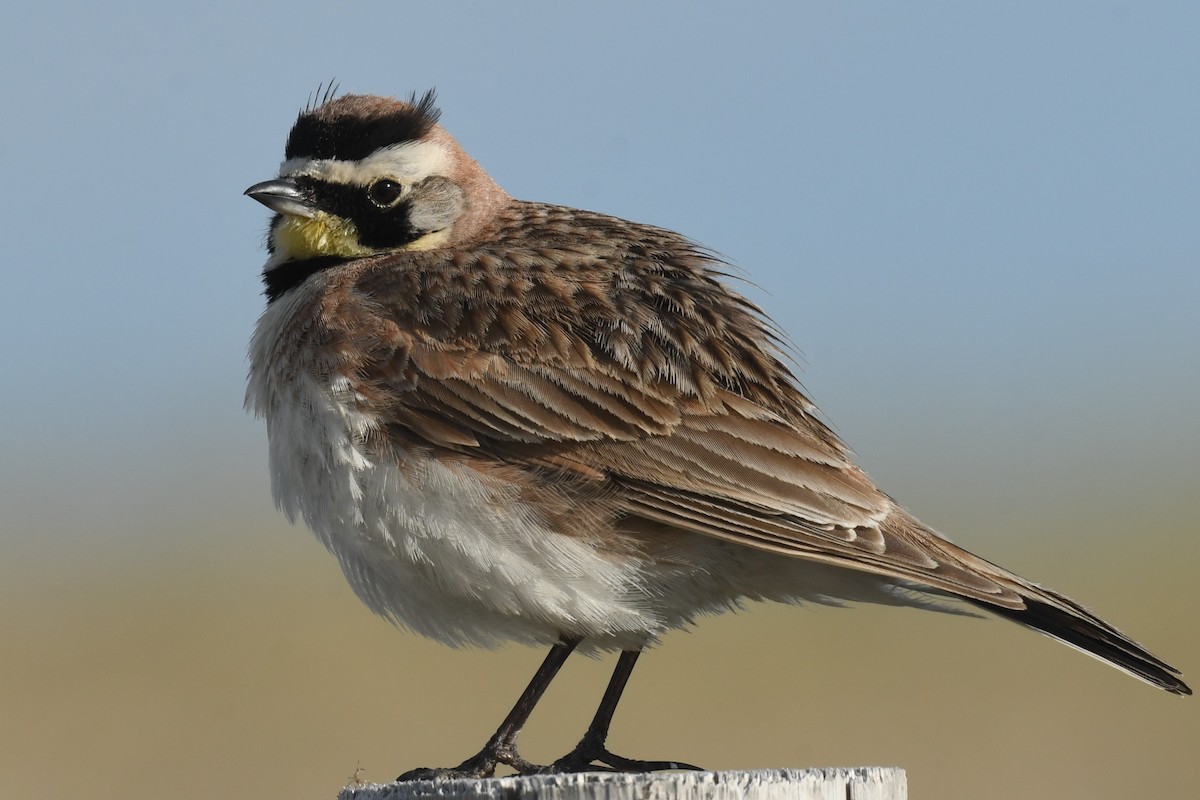 Horned Lark - Ted Bradford