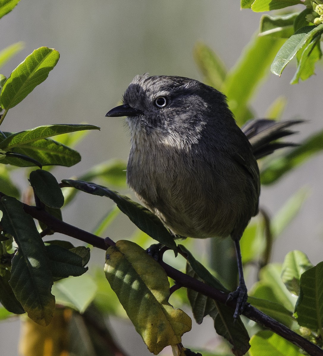 Wrentit - ML346840451