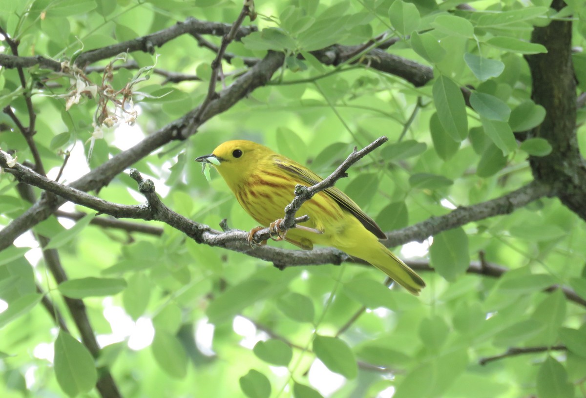 Yellow Warbler - ML346840681