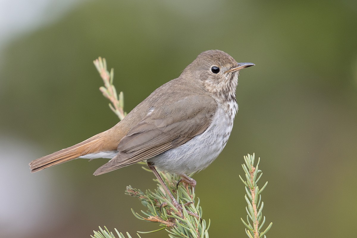 Hermit Thrush - ML346844731