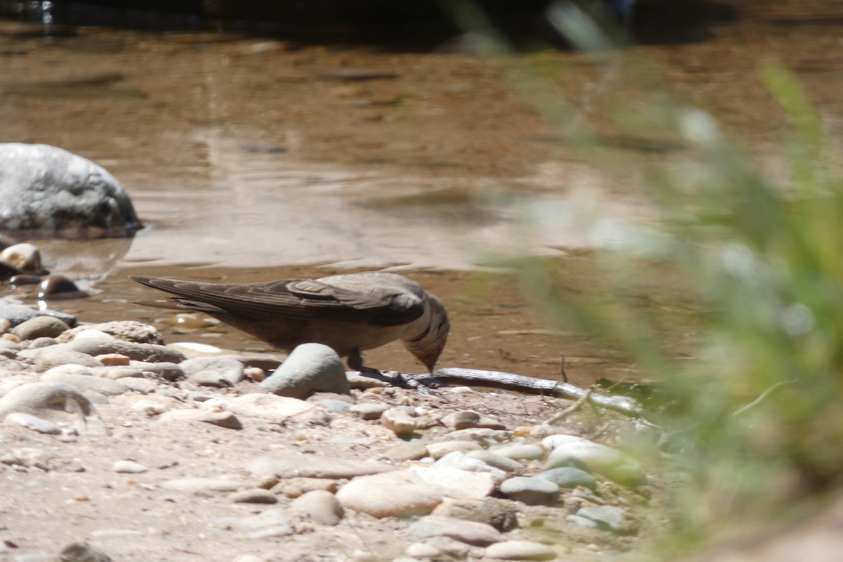 Eurasian Crag-Martin - ML346846141