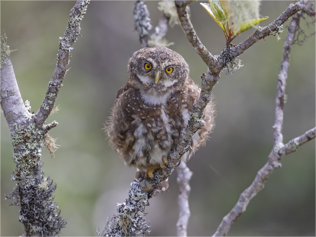 Andean Pygmy-Owl - ML346846771