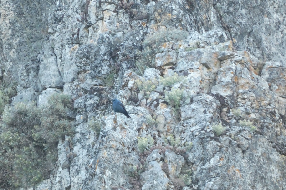 Blue Rock-Thrush - ML346846791