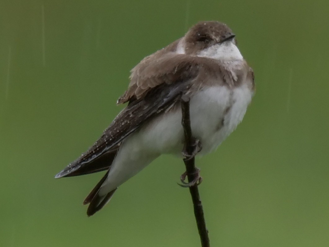 Bank Swallow - ML346848391