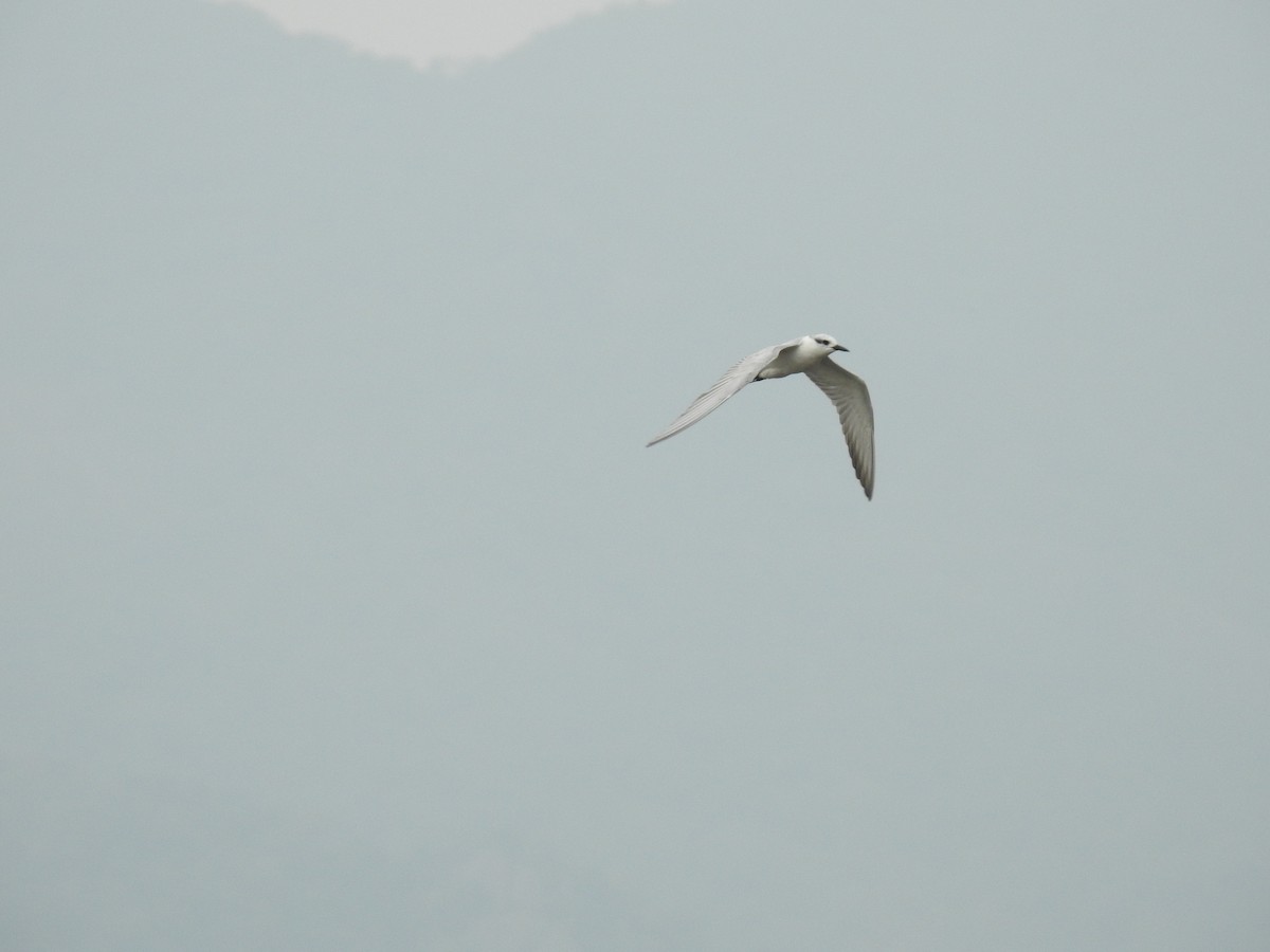 tern sp. - ML346848631