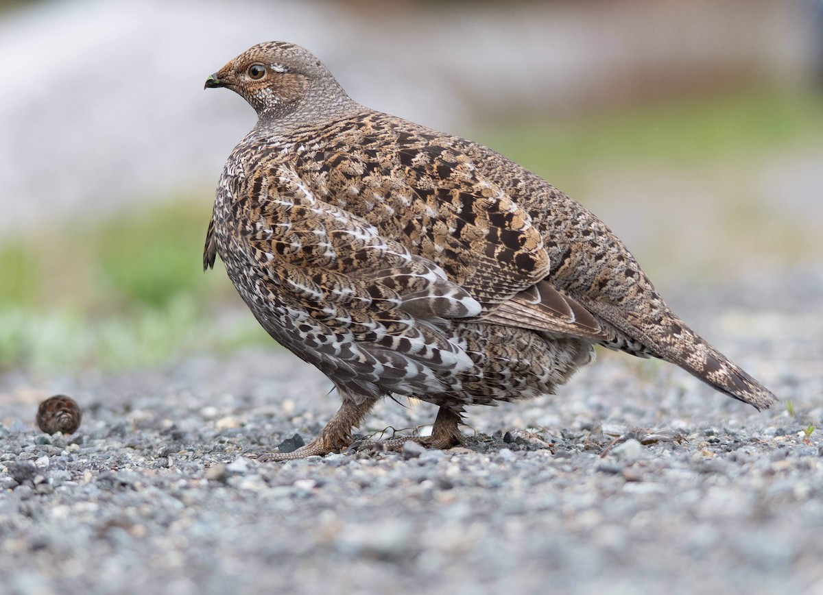 Sooty Grouse - Justin Lawson