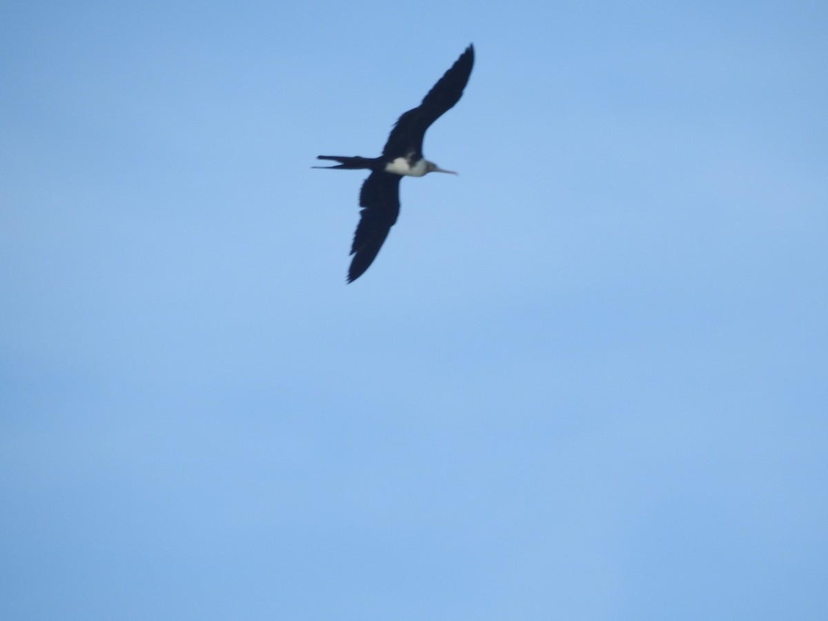 Christmas Island Frigatebird - ML346849941