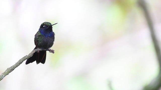 Garnet-throated Hummingbird - ML346850131
