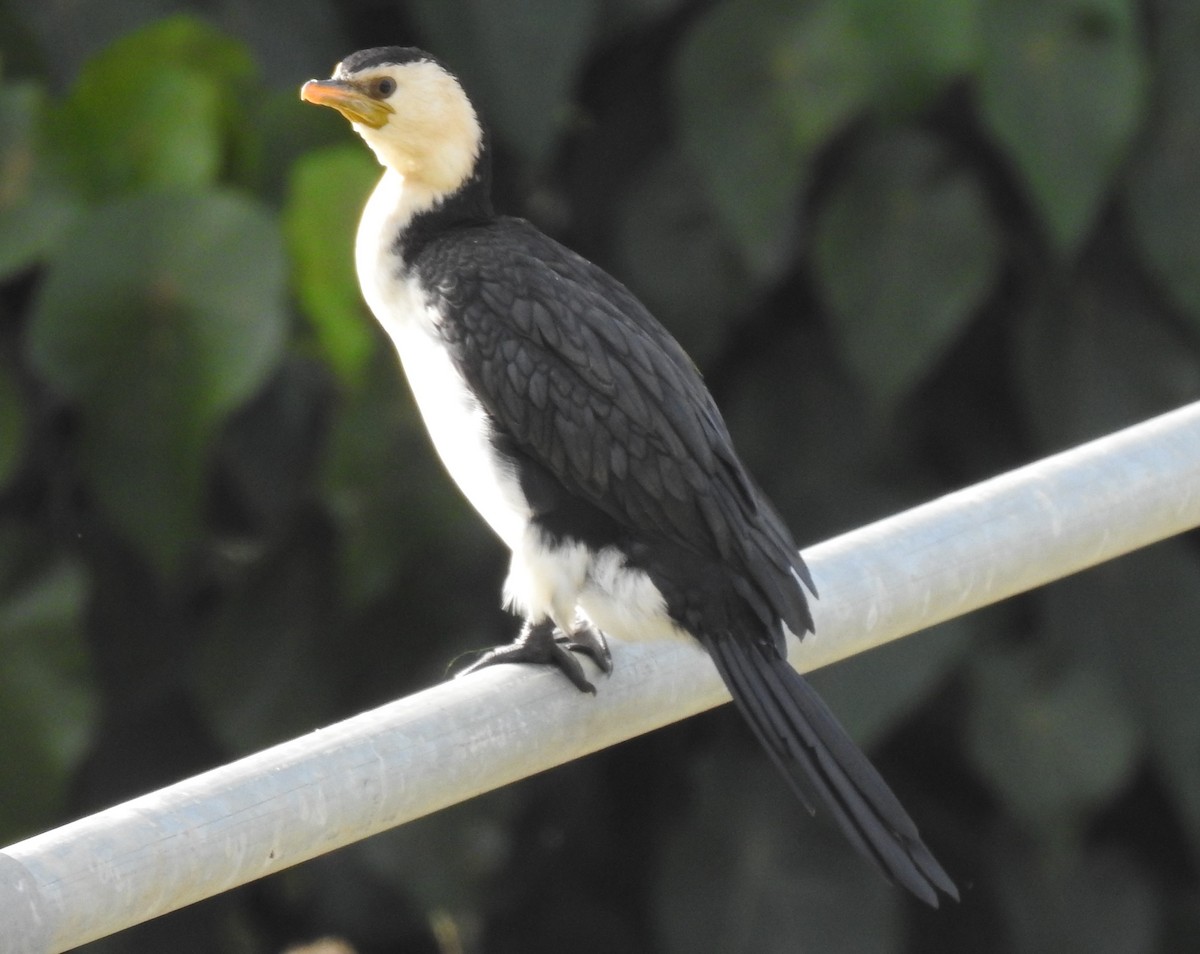 Little Pied Cormorant - ML346850491